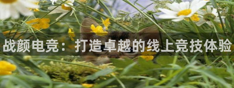 乐竞电竞平台官网入口：战颜电竞：打造卓越