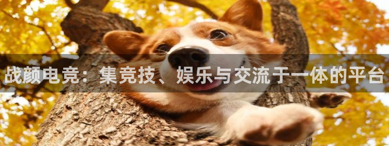 乐竞电竞app|平台下载